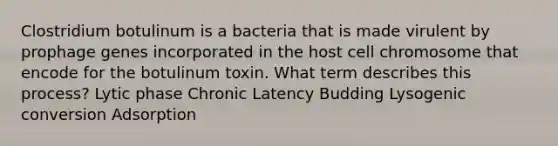 Clostridium botulinum is a bacteria that is made virulent by prophage genes incorporated in the host cell chromosome that encode for the botulinum toxin. What term describes this process? Lytic phase Chronic Latency Budding Lysogenic conversion Adsorption