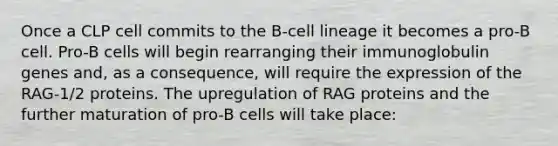 Once a CLP cell commits to the B-cell lineage it becomes a pro-B cell. Pro-B cells will begin rearranging their immunoglobulin genes and, as a consequence, will require the expression of the RAG-1/2 proteins. The upregulation of RAG proteins and the further maturation of pro-B cells will take place: