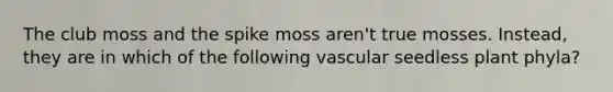 The club moss and the spike moss aren't true mosses. Instead, they are in which of the following vascular seedless plant phyla?