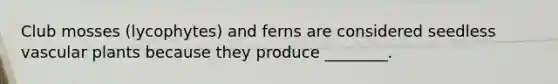Club mosses (lycophytes) and ferns are considered seedless vascular plants because they produce ________.