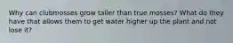 Why can clubmosses grow taller than true mosses? What do they have that allows them to get water higher up the plant and not lose it?