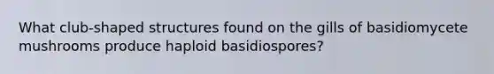 What club-shaped structures found on the gills of basidiomycete mushrooms produce haploid basidiospores?