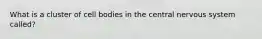 What is a cluster of cell bodies in the central nervous system called?