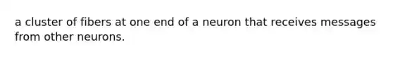 a cluster of fibers at one end of a neuron that receives messages from other neurons.