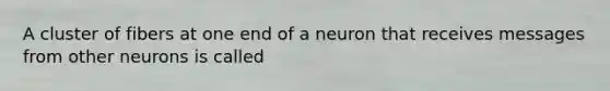 A cluster of fibers at one end of a neuron that receives messages from other neurons is called