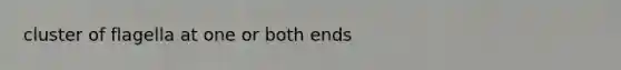 cluster of flagella at one or both ends