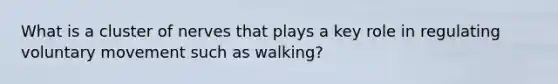 What is a cluster of nerves that plays a key role in regulating voluntary movement such as walking?