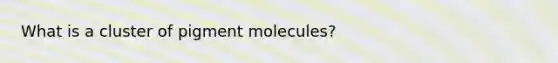 What is a cluster of pigment molecules?