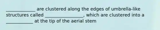 _____________ are clustered along the edges of umbrella-like structures called _________________, which are clustered into a ____________ at the tip of the aerial stem