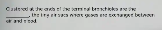 Clustered at the ends of the terminal bronchioles are the __________, the tiny air sacs where gases are exchanged between air and blood.