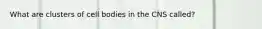 What are clusters of cell bodies in the CNS called?