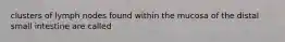 clusters of lymph nodes found within the mucosa of the distal small intestine are called