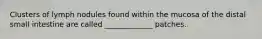 Clusters of lymph nodules found within the mucosa of the distal small intestine are called _____________ patches.
