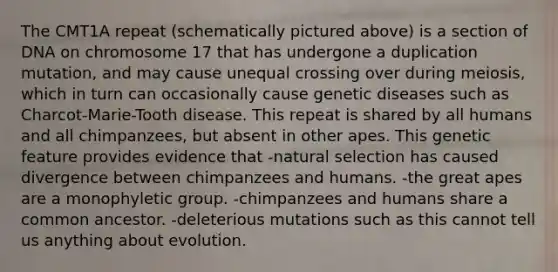 The CMT1A repeat (schematically pictured above) is a section of DNA on chromosome 17 that has undergone a duplication mutation, and may cause unequal crossing over during meiosis, which in turn can occasionally cause genetic diseases such as Charcot-Marie-Tooth disease. This repeat is shared by all humans and all chimpanzees, but absent in other apes. This genetic feature provides evidence that -natural selection has caused divergence between chimpanzees and humans. -the great apes are a monophyletic group. -chimpanzees and humans share a common ancestor. -deleterious mutations such as this cannot tell us anything about evolution.