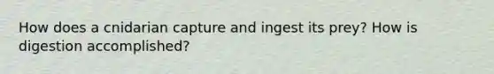 How does a cnidarian capture and ingest its prey? How is digestion accomplished?
