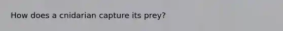 How does a cnidarian capture its prey?