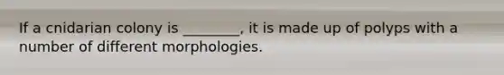 If a cnidarian colony is ________, it is made up of polyps with a number of different morphologies.