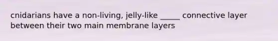 cnidarians have a non-living, jelly-like _____ connective layer between their two main membrane layers