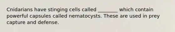 Cnidarians have stinging cells called ________ which contain powerful capsules called nematocysts. These are used in prey capture and defense.