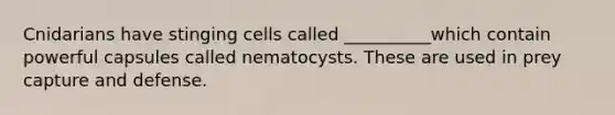 Cnidarians have stinging cells called __________which contain powerful capsules called nematocysts. These are used in prey capture and defense.