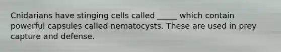 Cnidarians have stinging cells called _____ which contain powerful capsules called nematocysts. These are used in prey capture and defense.