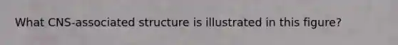 What CNS-associated structure is illustrated in this figure?