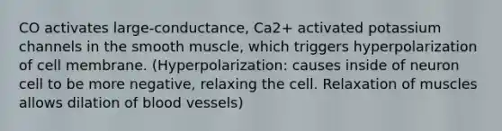 CO activates large-conductance, Ca2+ activated potassium channels in the smooth muscle, which triggers hyperpolarization of cell membrane. (Hyperpolarization: causes inside of neuron cell to be more negative, relaxing the cell. Relaxation of muscles allows dilation of <a href='https://www.questionai.com/knowledge/kZJ3mNKN7P-blood-vessels' class='anchor-knowledge'>blood vessels</a>)