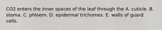 CO2 enters the inner spaces of the leaf through the A. cuticle. B. stoma. C. phloem. D. epidermal trichomes. E. walls of guard cells.