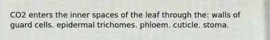 CO2 enters the inner spaces of the leaf through the: walls of guard cells. epidermal trichomes. phloem. cuticle. stoma.