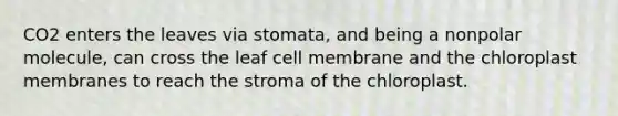 CO2 enters the leaves via stomata, and being a nonpolar molecule, can cross the leaf cell membrane and the chloroplast membranes to reach the stroma of the chloroplast.