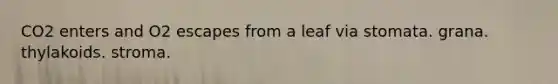 CO2 enters and O2 escapes from a leaf via stomata. grana. thylakoids. stroma.