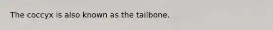 The coccyx is also known as the tailbone.