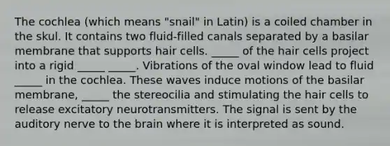 The cochlea (which means "snail" in Latin) is a coiled chamber in the skul. It contains two fluid-filled canals separated by a basilar membrane that supports hair cells. _____ of the hair cells project into a rigid _____ _____. Vibrations of the oval window lead to fluid _____ in the cochlea. These waves induce motions of the basilar membrane, _____ the stereocilia and stimulating the hair cells to release excitatory neurotransmitters. The signal is sent by the auditory nerve to the brain where it is interpreted as sound.