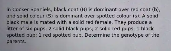 In Cocker Spaniels, black coat (B) is dominant over red coat (b), and solid colour (S) is dominant over spotted colour (s). A solid black male is mated with a solid red female. They produce a litter of six pups: 2 solid black pups; 2 solid red pups; 1 black spotted pup; 1 red spotted pup. Determine the genotype of the parents.