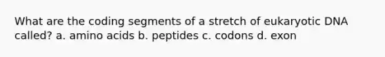 What are the coding segments of a stretch of eukaryotic DNA called? a. <a href='https://www.questionai.com/knowledge/k9gb720LCl-amino-acids' class='anchor-knowledge'>amino acids</a> b. peptides c. codons d. exon