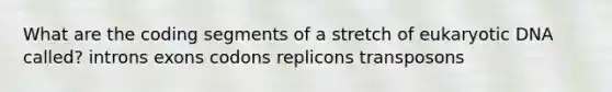 What are the coding segments of a stretch of eukaryotic DNA called? introns exons codons replicons transposons