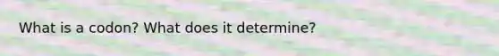 What is a codon? What does it determine?