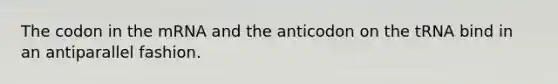 The codon in the mRNA and the anticodon on the tRNA bind in an antiparallel fashion.