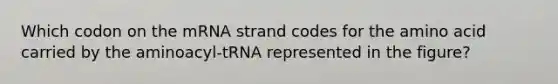 Which codon on the mRNA strand codes for the amino acid carried by the aminoacyl-tRNA represented in the figure?