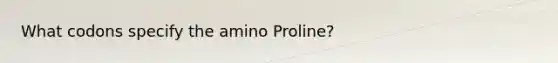 What codons specify the amino Proline?