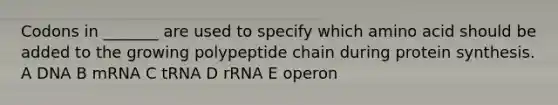 Codons in _______ are used to specify which amino acid should be added to the growing polypeptide chain during <a href='https://www.questionai.com/knowledge/kVyphSdCnD-protein-synthesis' class='anchor-knowledge'>protein synthesis</a>. A DNA B mRNA C tRNA D rRNA E operon