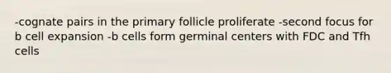 -cognate pairs in the primary follicle proliferate -second focus for b cell expansion -b cells form germinal centers with FDC and Tfh cells