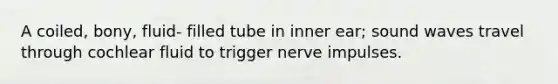 A coiled, bony, fluid- filled tube in inner ear; sound waves travel through cochlear fluid to trigger nerve impulses.