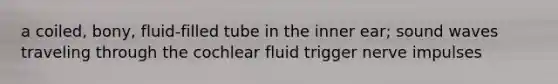 a coiled, bony, fluid-filled tube in the inner ear; sound waves traveling through the cochlear fluid trigger nerve impulses