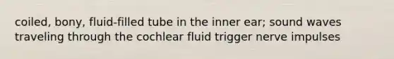 coiled, bony, fluid-filled tube in the inner ear; sound waves traveling through the cochlear fluid trigger nerve impulses