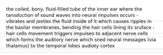 the coiled, bony, fluid-filled tube of the inner ear where the tansduction of sound waves into neural impulses occurs - vibrates and jostles the fluid inside of it which causes ripples in the basilar membranes, bending the hair cells lining its sruface - hair cells movement triggers impulses to adjacent nerve cells which forms the auditory nerve which sned neural messages (via thalamus) to the temporal lobes audioty cortex