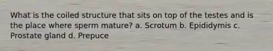 What is the coiled structure that sits on top of the testes and is the place where sperm mature? a. Scrotum b. Epididymis c. Prostate gland d. Prepuce