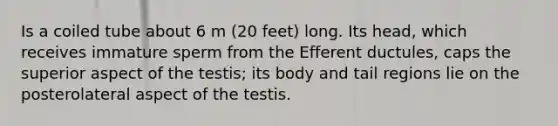 Is a coiled tube about 6 m (20 feet) long. Its head, which receives immature sperm from the Efferent ductules, caps the superior aspect of the testis; its body and tail regions lie on the posterolateral aspect of the testis.