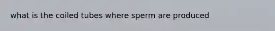 what is the coiled tubes where sperm are produced