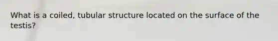 What is a coiled, tubular structure located on the surface of the testis?